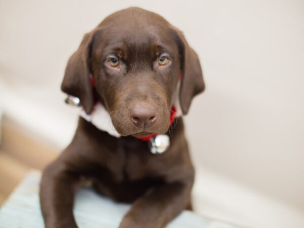 Labrador Retriever-DOG-Male-Chocolate-13177-Petland Wichita, Kansas