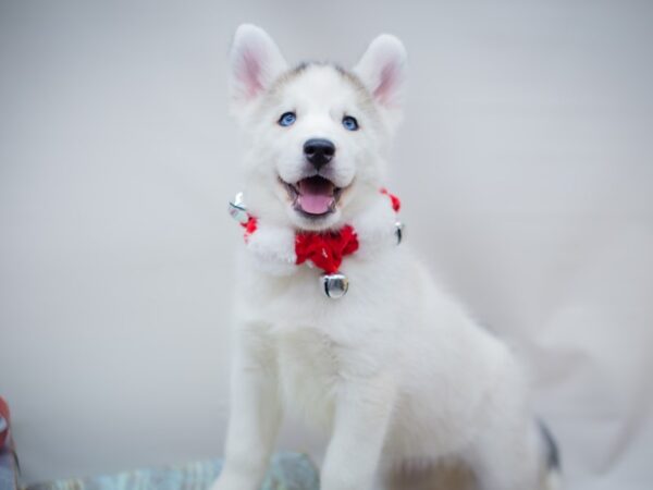 Siberian Husky DOG Female Grey and White 13176 Petland Wichita, Kansas