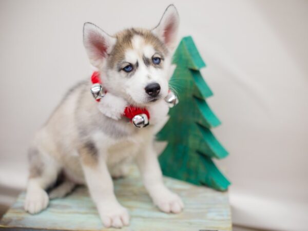 Siberian Husky DOG Female Grey and White 13175 Petland Wichita, Kansas