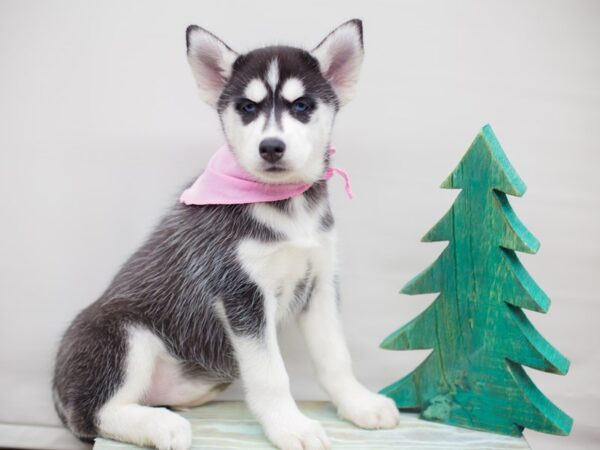 Siberian Husky DOG Female Black and White 13174 Petland Wichita, Kansas