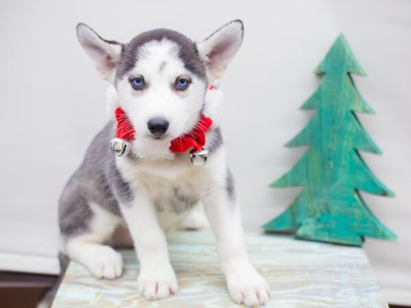 Siberian Husky DOG Male Black and White 13173 Petland Wichita, Kansas