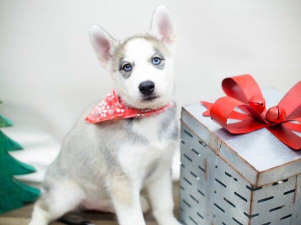 Siberian Husky DOG Male Grey and White 13172 Petland Wichita, Kansas