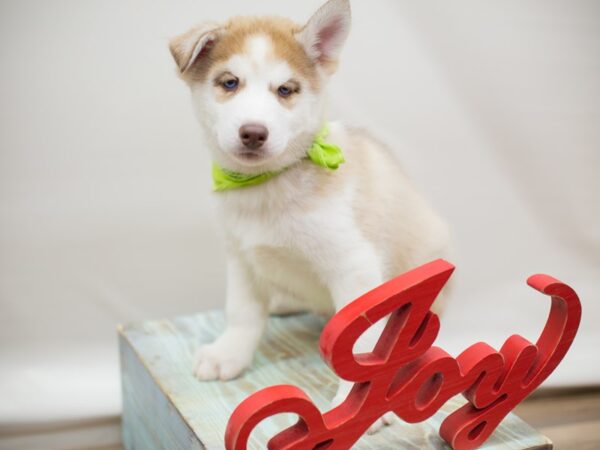 Siberian Husky DOG Male Red and White 13171 Petland Wichita, Kansas