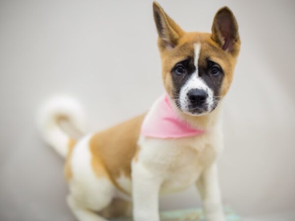 Akita DOG Female Brown and White 13149 Petland Wichita, Kansas