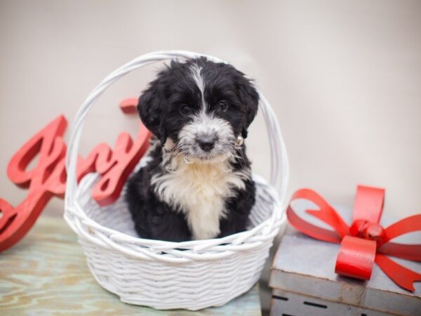 Aussiedoodle DOG Female Black and White 13231 Petland Wichita, Kansas