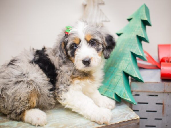 Aussiedoodle DOG Female Blue Merle 13230 Petland Wichita, Kansas