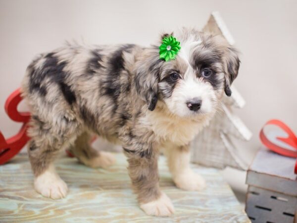 Aussiedoodle DOG Female Blue Merle 13229 Petland Wichita, Kansas