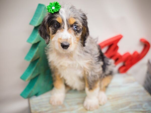 Aussiedoodle DOG Female Blue Merle 13228 Petland Wichita, Kansas