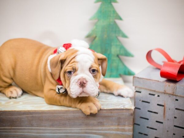 English Bulldog DOG Male Red and White 13227 Petland Wichita, Kansas