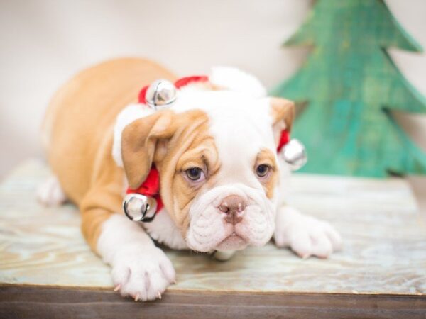 English Bulldog DOG Female Red and White 13226 Petland Wichita, Kansas