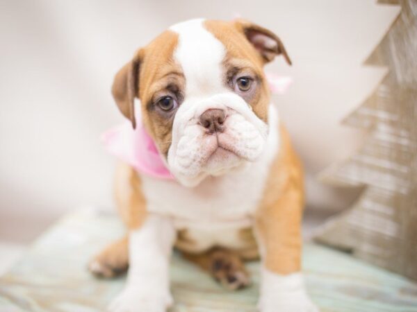 English Bulldog DOG Female Red and White 13225 Petland Wichita, Kansas