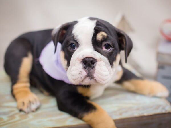 English Bulldog DOG Female Tri Color 13224 Petland Wichita, Kansas