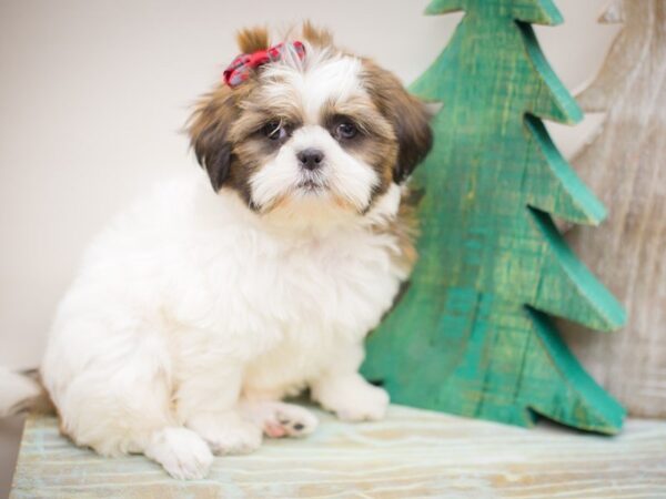 Shih Tzu DOG Female Brown and White 13223 Petland Wichita, Kansas