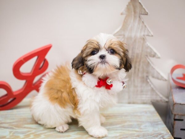 Shih Tzu DOG Male Brown and White 13222 Petland Wichita, Kansas