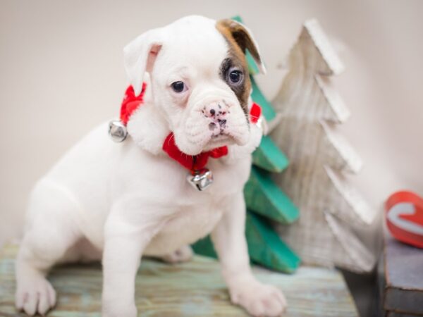 Boxer DOG Male White with a brindle spot 13221 Petland Wichita, Kansas