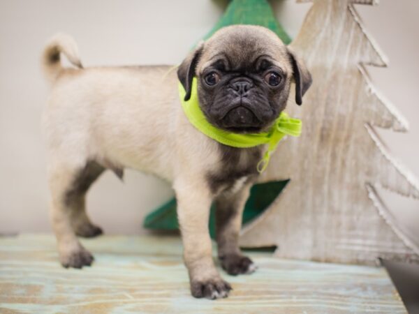 Pug DOG Male Fawn 13220 Petland Wichita, Kansas