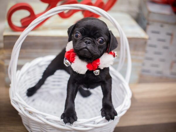 Pug-DOG-Female-Black-13219-Petland Wichita, Kansas