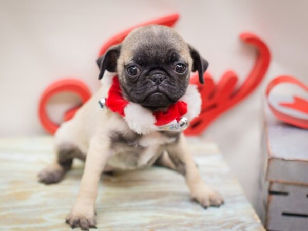 Pug DOG Female Fawn 13218 Petland Wichita, Kansas