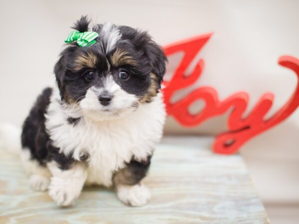 Lhasapoo DOG Female Tri Color 13217 Petland Wichita, Kansas