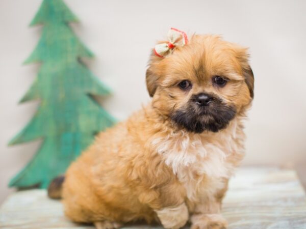 Shih Tzu DOG Female Gold and White 13216 Petland Wichita, Kansas