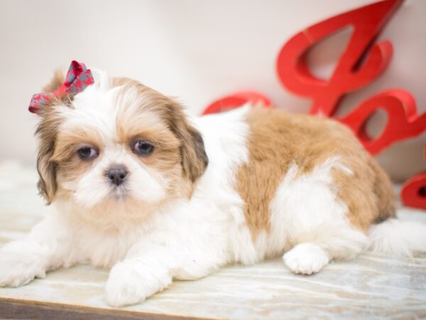 Shih Tzu DOG Female Gold and White 13215 Petland Wichita, Kansas