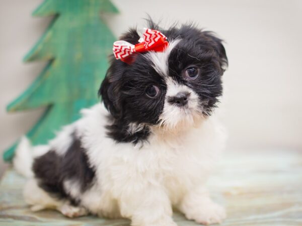 Shih Tzu DOG Female Black and White 13214 Petland Wichita, Kansas