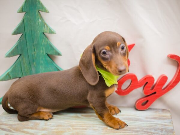 Miniature Dachshund DOG Male Chocolate and Tan 13213 Petland Wichita, Kansas