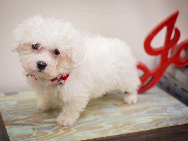 Bichon Frise DOG Male White 13212 Petland Wichita, Kansas