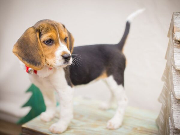 Beagle DOG Female Black White and Tan 13211 Petland Wichita, Kansas