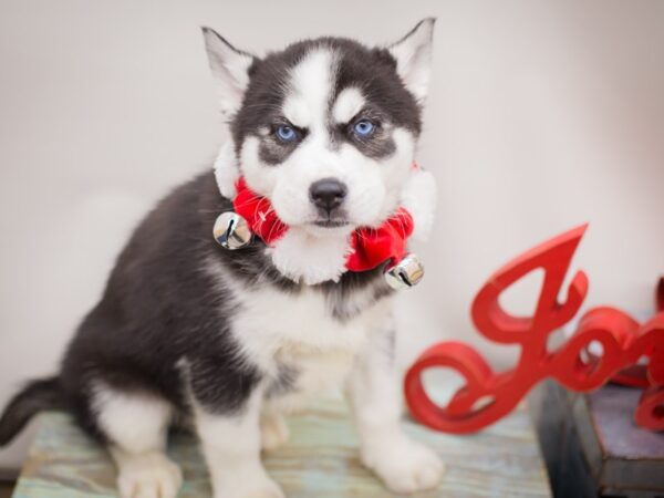 Siberian Husky DOG Male Black and White 13210 Petland Wichita, Kansas