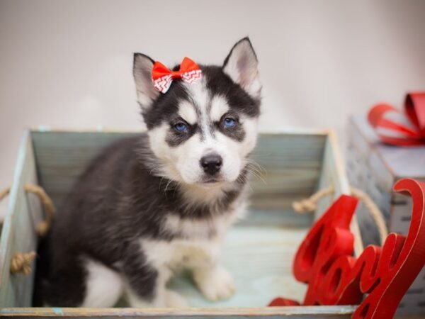 Siberian Husky DOG Female Black and White 13209 Petland Wichita, Kansas