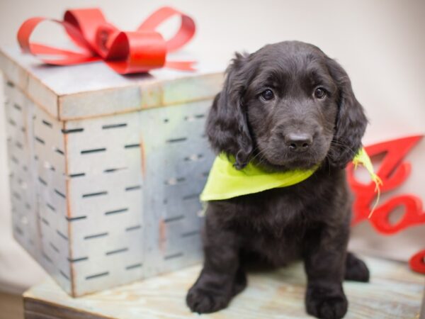 Goldendoodle DOG Male Black 13208 Petland Wichita, Kansas