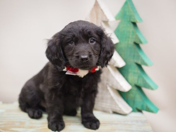 Goldendoodle DOG Male Black 13207 Petland Wichita, Kansas