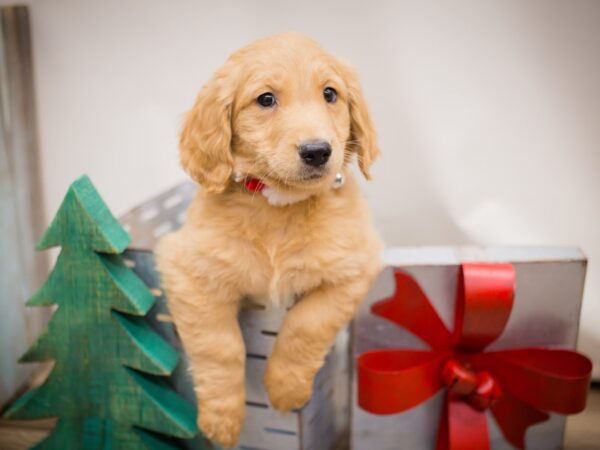 Goldendoodle DOG Male Golden 13206 Petland Wichita, Kansas