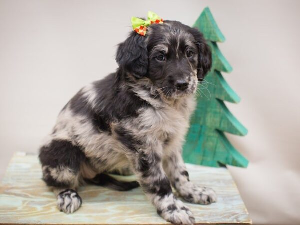 Goldendoodle DOG Female Blue Merle 13205 Petland Wichita, Kansas