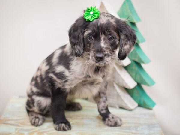 Goldendoodle DOG Female Blue Merle 13204 Petland Wichita, Kansas