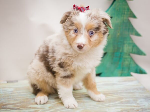 Miniature Australian Shepherd DOG Female Red Merle 13203 Petland Wichita, Kansas