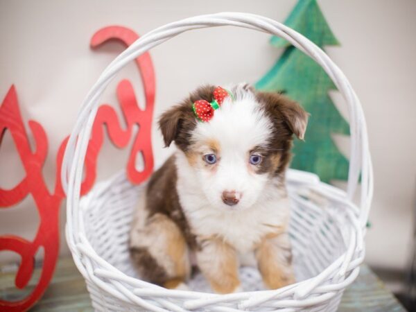 Miniature Australian Shepherd DOG Female Red Merle 13202 Petland Wichita, Kansas