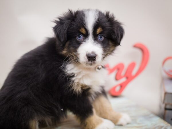 Miniature Australian Shepherd DOG Male Black Tri 13201 Petland Wichita, Kansas