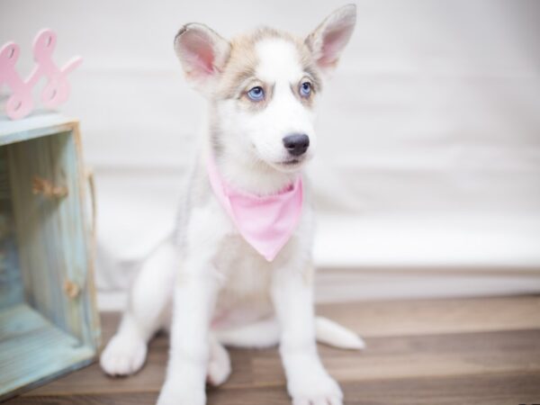 Siberian Husky DOG Female gray & white 13243 Petland Wichita, Kansas