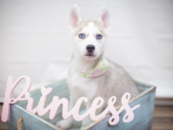 Siberian Husky DOG Female gray & white 13242 Petland Wichita, Kansas