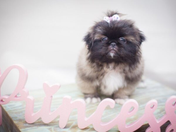 Pekingese DOG Female dark brown 13241 Petland Wichita, Kansas