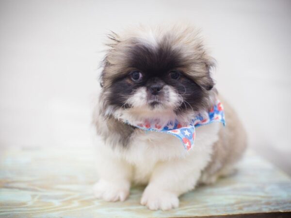 Pekingese DOG Male Sable & white 13240 Petland Wichita, Kansas