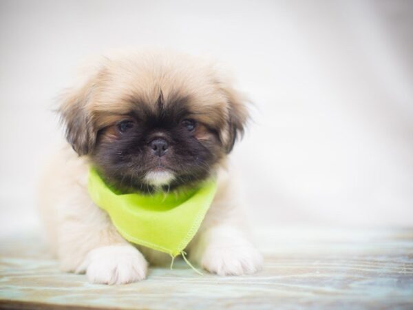 Pekingese DOG Male Sable 13239 Petland Wichita, Kansas