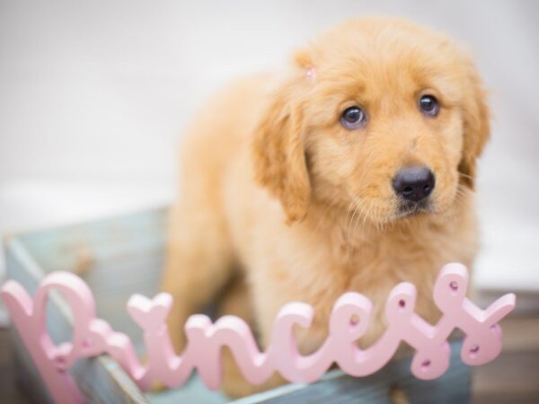 Golden Retriever DOG Female Golden 13235 Petland Wichita, Kansas