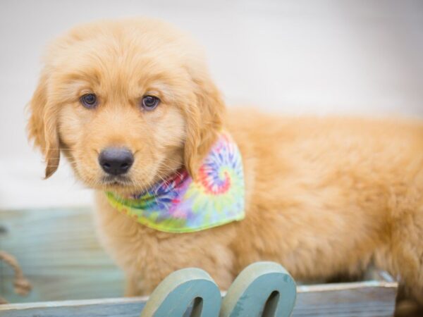 Golden Retriever DOG Male Golden 13234 Petland Wichita, Kansas