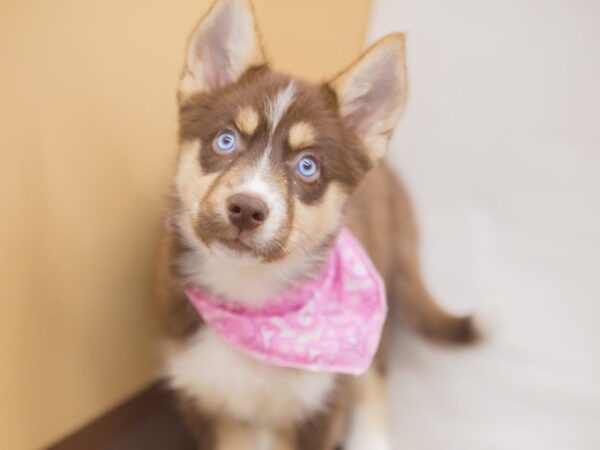 Siberian Aussie DOG Female Red and White 13278 Petland Wichita, Kansas