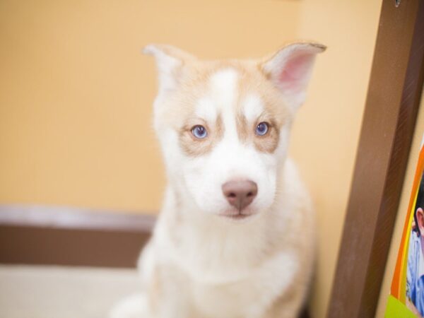 Siberian Husky DOG Male Red and White 13277 Petland Wichita, Kansas