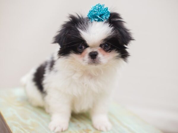 Japanese Chin DOG Female Black and White 13276 Petland Wichita, Kansas