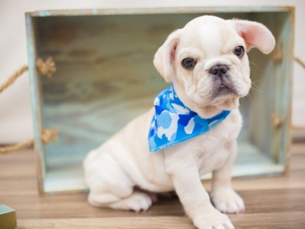 French Bulldog DOG Male Cream 13273 Petland Wichita, Kansas